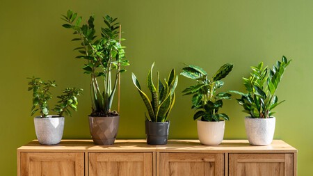 Estas plantas son ideales para principiantes: fáciles de cuidar y resistentes