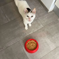 Llevamos años pensando que los gatos son exquisitos con la comida. En realidad tienen neofobia