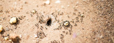 Las mejores maneras de eliminar hormigueros de forma rápida y sencilla de tu casa o jardín 