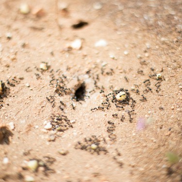 Formas rápidas y sencillas para eliminar los hormigueros de tu casa o jardín 