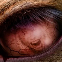 Va a ser una auténtica máquina de matar muy distinta al personaje que todos conocemos. Acaba de estrenarse el primer tráiler de Bambi: The Reckoning