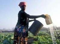 Cultivar vegetales enriquecidos con hierro para combatir las carencias