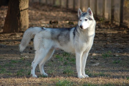 Un husky durante un paseo