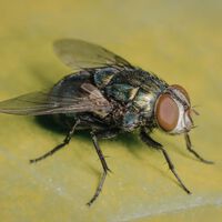 La mosca carnívora vuelve a México: el gusano barrenador avanza en Tamaulipas y son muy malas noticias 