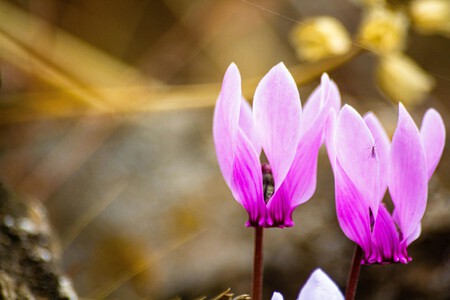 Pexels Nikolaos D Nomikos 2151019299 34307591