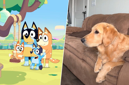 Bluey