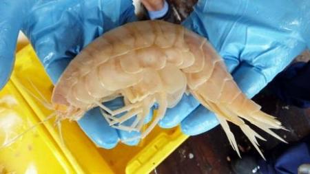 La super gamba
