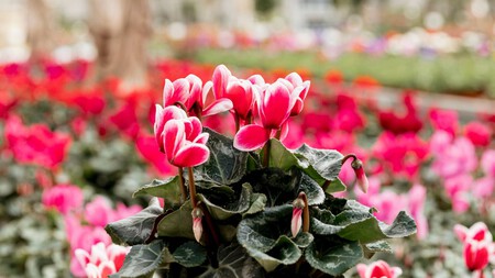 Cyclamen