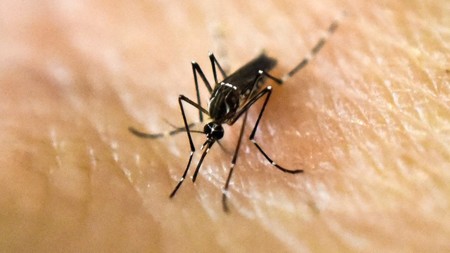 Nace en España el primer niño con microcefalia debido al virus Zika