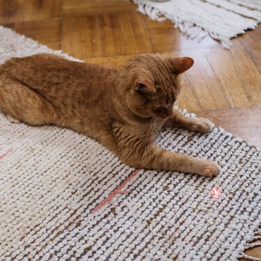 Los veterinarios coinciden: jugar con un láser sin dar una recompensa puede llevar a los gatos a un estado de frustración 