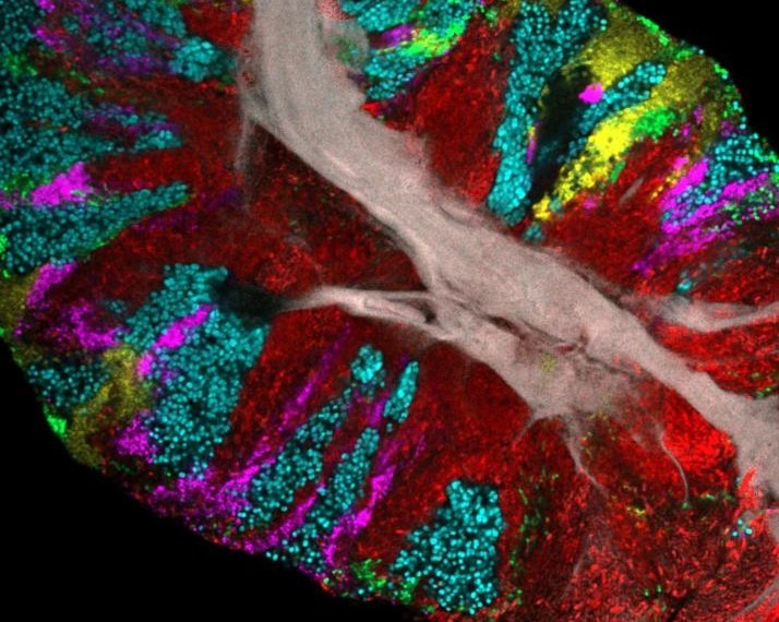 Esta imagen muestra que tu lengua es una auténtica