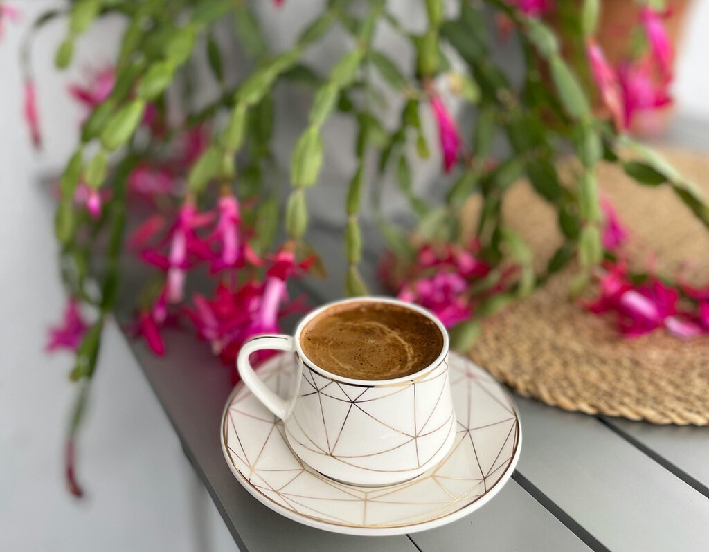 El miércoles llega a Aldi el cactus de Navidad: la planta que simboliza la esperanza y la felicidad y a un precio de risa 