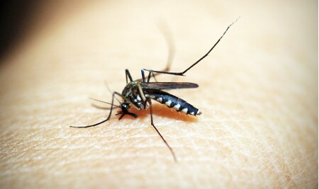 Las mejores lámparas antimosquitos según los comentaristas de Amazon