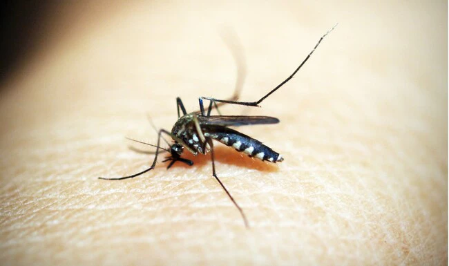 Mosquitosd