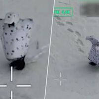 La guerra de Ucrania se ha vuelto algo absurdo nivel: hay drones disparando a soldados rusos disfrazados de "pingüinos"