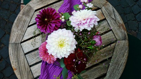 Dónde colocar tu dalia en casa para que florezca todo el año y no se marchite tan rápido