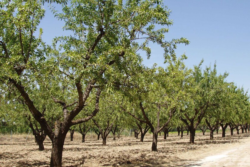 Almendros