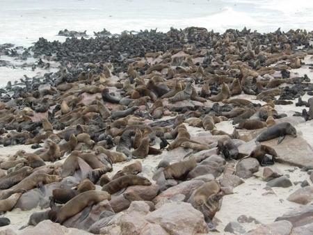 Lobitos Cape Cross Namibia Pakus