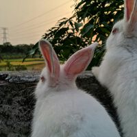 Matar conejos gratis: la oferta de un pueblo de Toledo para acabar con una plaga que está haciéndole la vida imposible