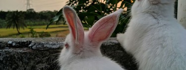 Matar conejos gratis: la oferta de un pueblo de Toledo para acabar con una plaga que está haciéndole la vida imposible