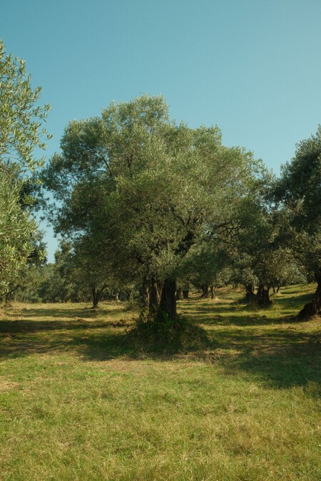 Pexels Inanilmuaz 33101023