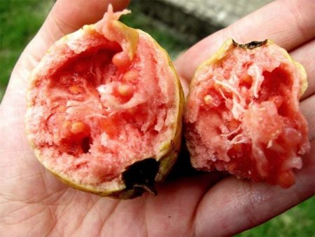 La guayaba, un compendio de vitaminas