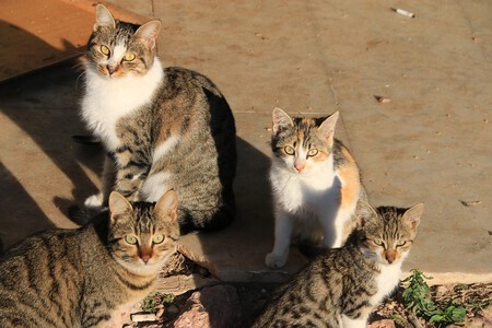 Polonia Gatos Especie Exotica Invasora