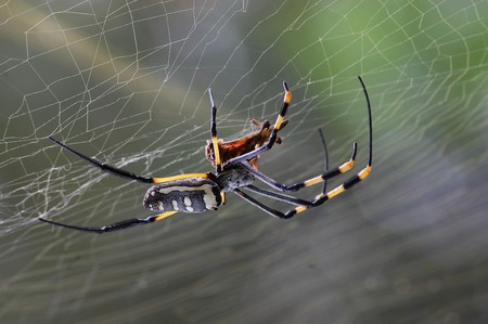 Esta gigantesca telaraña tiene 30 metros de largo