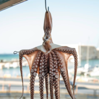 México y Chile han unido fuerzas para algo bastante extraño: prohibir en todo el mundo las granjas de pulpos