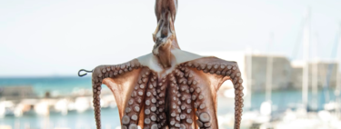 México y Chile han unido fuerzas para algo bastante extraño: prohibir en todo el mundo las granjas de pulpos