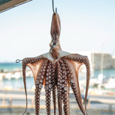 México y Chile han unido fuerzas para algo bastante extraño: prohibir en todo el mundo las granjas de pulpos