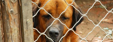 El gran problema de los voluntarios de las protectoras animales: sobran ganas, faltan dinero y formación