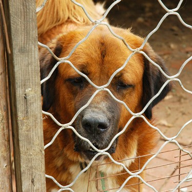 El gran problema de los voluntarios de las protectoras animales: sobran ganas, faltan dinero y formación