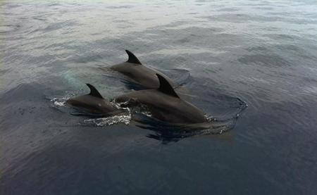 cetaceostenerife.jpg
