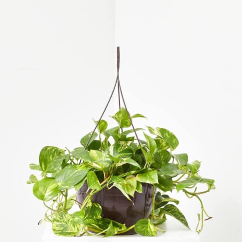 verdecora Potho Epipremnum aureum | Planta Natural de Interior trepadora | Purificadora del Aire | Maceta de Ø15cm Colgante