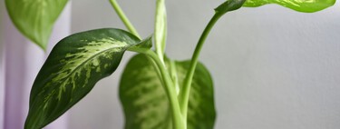 Lidl tiene la planta exótica y resistente: es fácil de cuidar y perfecta para transformar la terraza o el patio