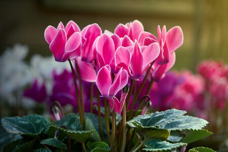 Cyclamen 4587228 1280