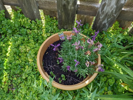 lavanda