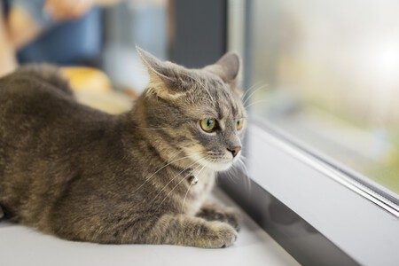 Gato