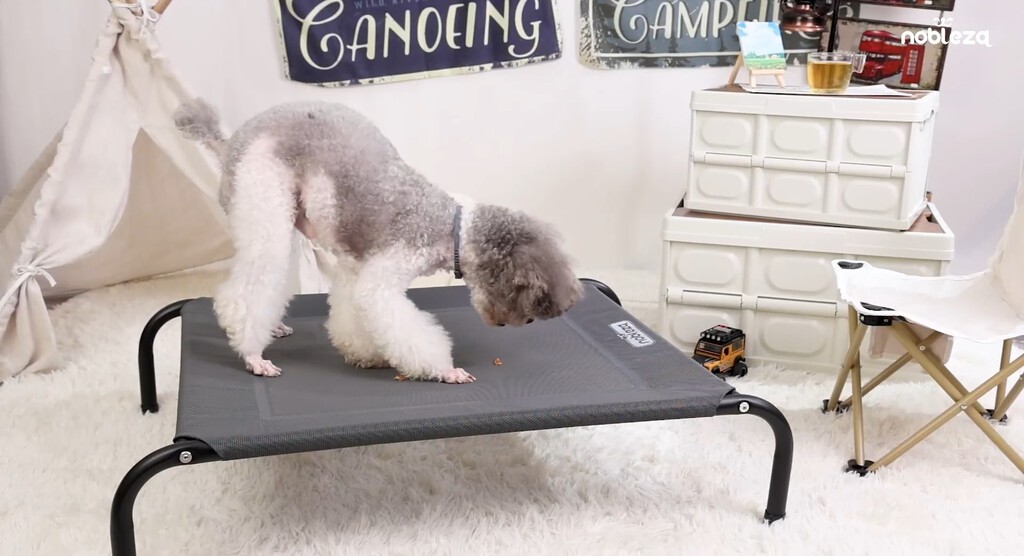 Mascotas sin miedo a la ola de calor con esta cama especial elevada que está arrasando 