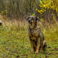 Traumatizados e abandonados, os cachorros da Ucrânia recuperam traços selvagens na luta pela sobrevivência 