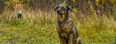 Traumatizados e abandonados, os cachorros da Ucrânia recuperam traços selvagens na luta pela sobrevivência 