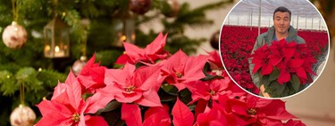 Un experto en plantas explica cómo conseguir que la Flor de Pascua tenga flores rojas todo el año: "Hay que hacer el truco de la caja desde las 6 de la tarde hasta las 8 de la mañana"