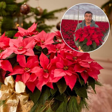 Cómo conseguir que la Flor de Pascua tenga flores todo el año: "Hay que hacer el truco de la caja desde las 6 de la tarde hasta las 8 de la mañana"