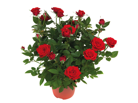 rosal