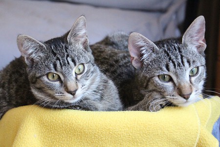 Dos gatos tumbados juntos