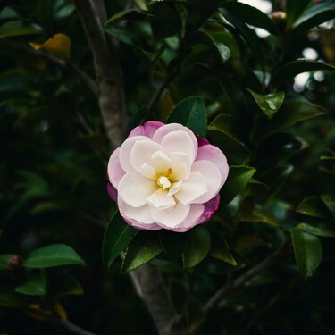 Este árbol de flores preciosas se cultiva en maceta y es ideal para terrazas y jardines pequeños