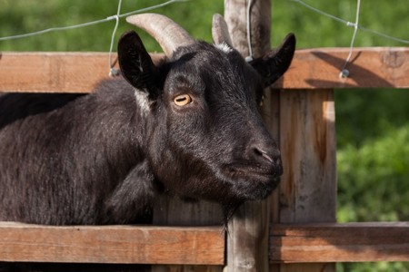 El fotoperiodo sexual o cómo la inclinación de la Tierra influye en el sexo de muchas especies animales