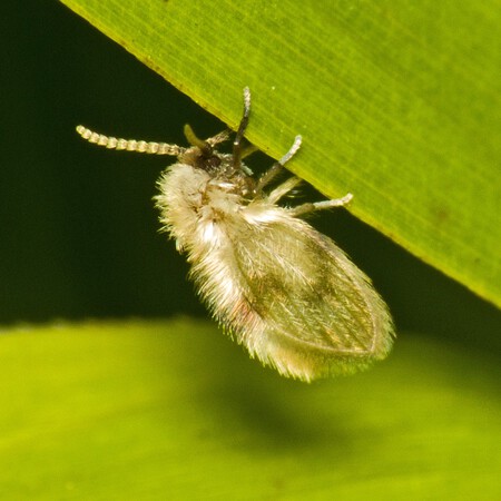 Flebotomos Son Psicodidos
