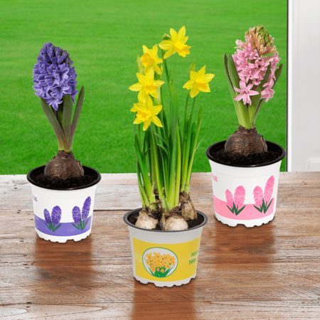 Plantas de primavera Aldi